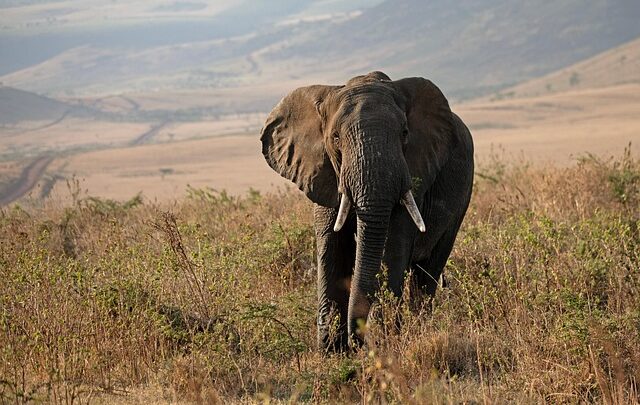 Børnevenlige aktiviteter på safari: Sjove oplevelser i kenyas vildmark